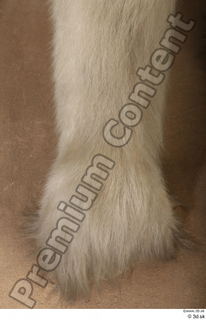 Polar bear leg 0042.jpg